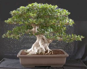 Bonsai Ficus microcarpa 