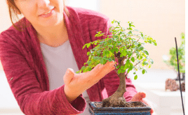 diventare un esperto di bonsai